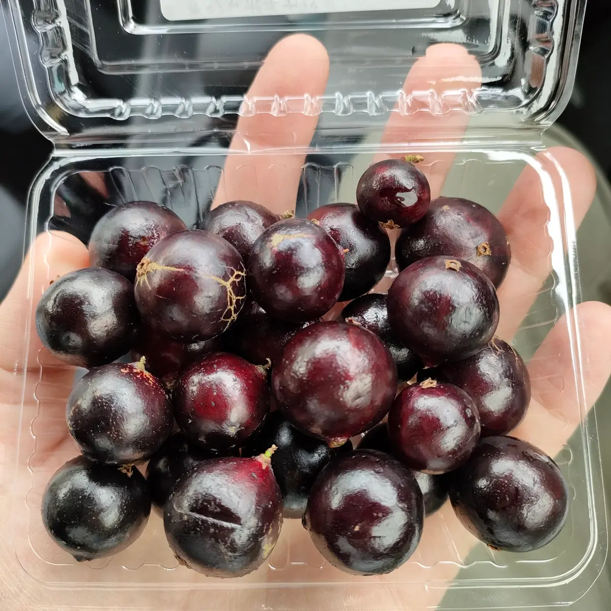 実生ジャボチカバ｜そだレポ（栽培レポート）byにょろ｜みんなの趣味の園芸
