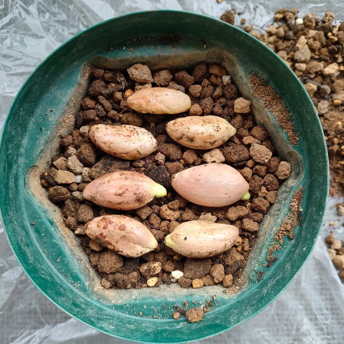 実生カニステル｜そだレポ（栽培レポート）byにょろ｜みんなの趣味の園芸