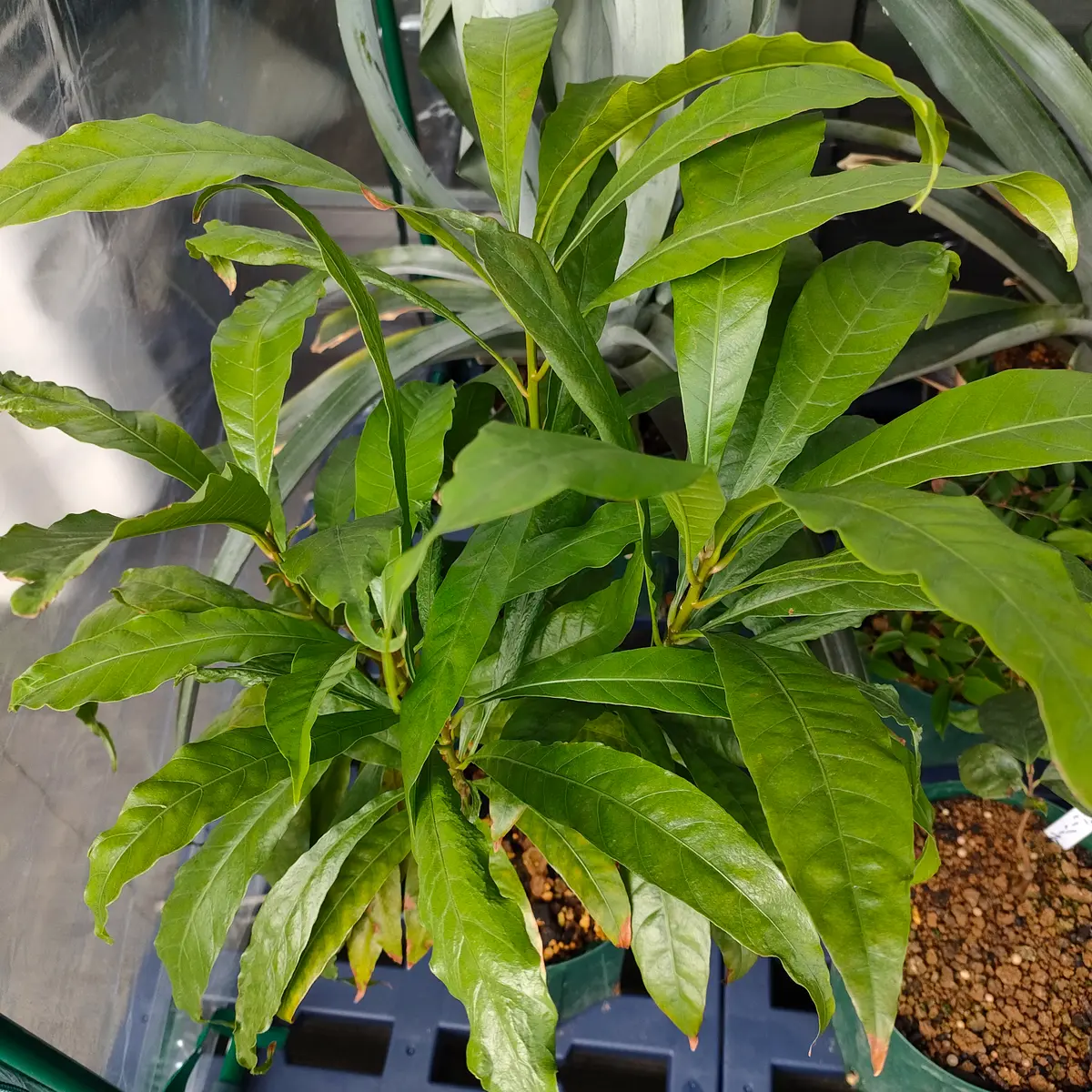 実生カニステル｜そだレポ（栽培レポート）byにょろ｜みんなの趣味の園芸