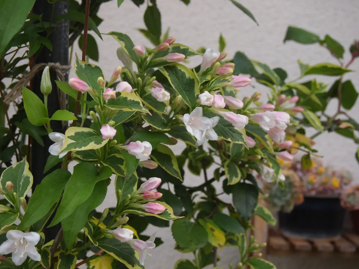 ピンクの花が咲くウツギ そだレポ 栽培レポート byボレロ
