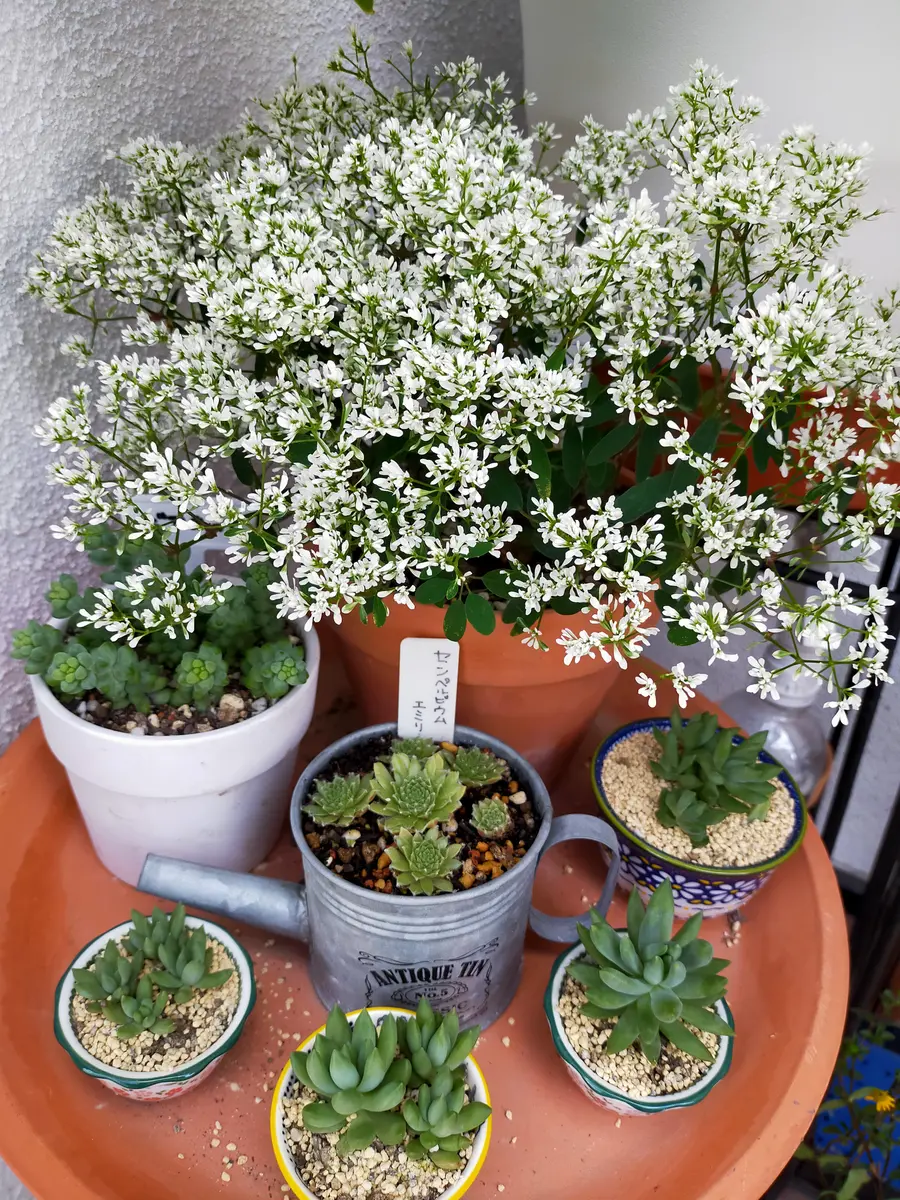 ユーフォルビア 9cm ダイヤモンドフロスト、スターブラスト(オマケ付き) ユーフォルビア 9cm ダイヤモンドフロスト、スターブラスト(オマケ付き