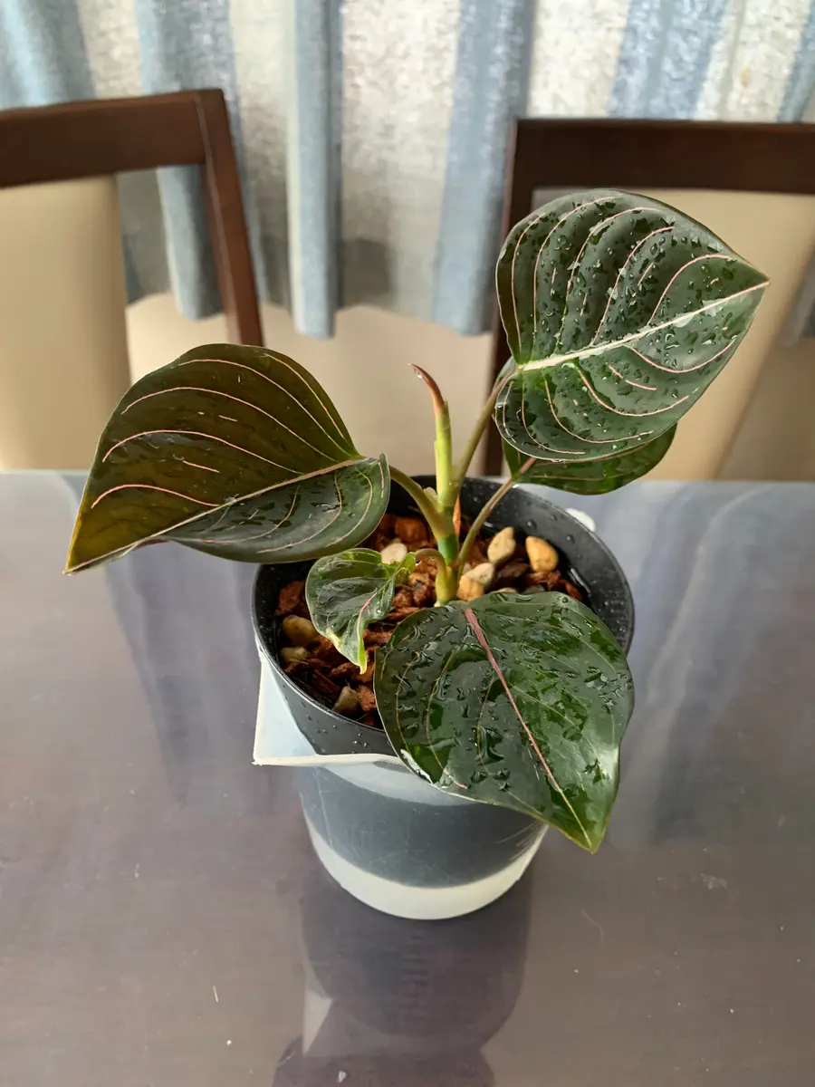アグラオネマ・ロタンダム Aglaonema rotundum 