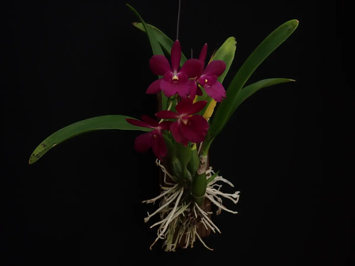 洋蘭を板付で育てる｜そだレポ（栽培レポート）byアトモス｜みんなの