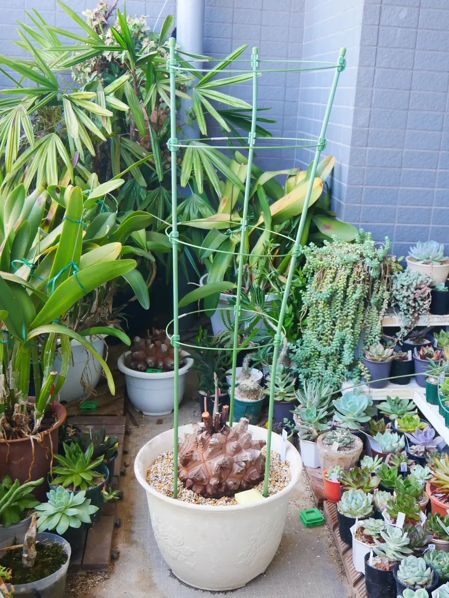 アフリカ亀甲竜の植替え｜そだレポ（栽培レポート）byうめ｜みんなの