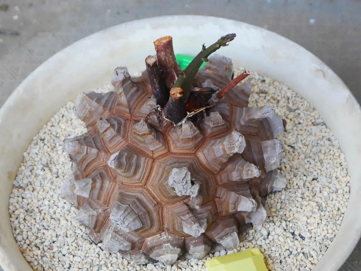 アフリカ亀甲竜の植替え｜そだレポ（栽培レポート）byうめ｜みんなの