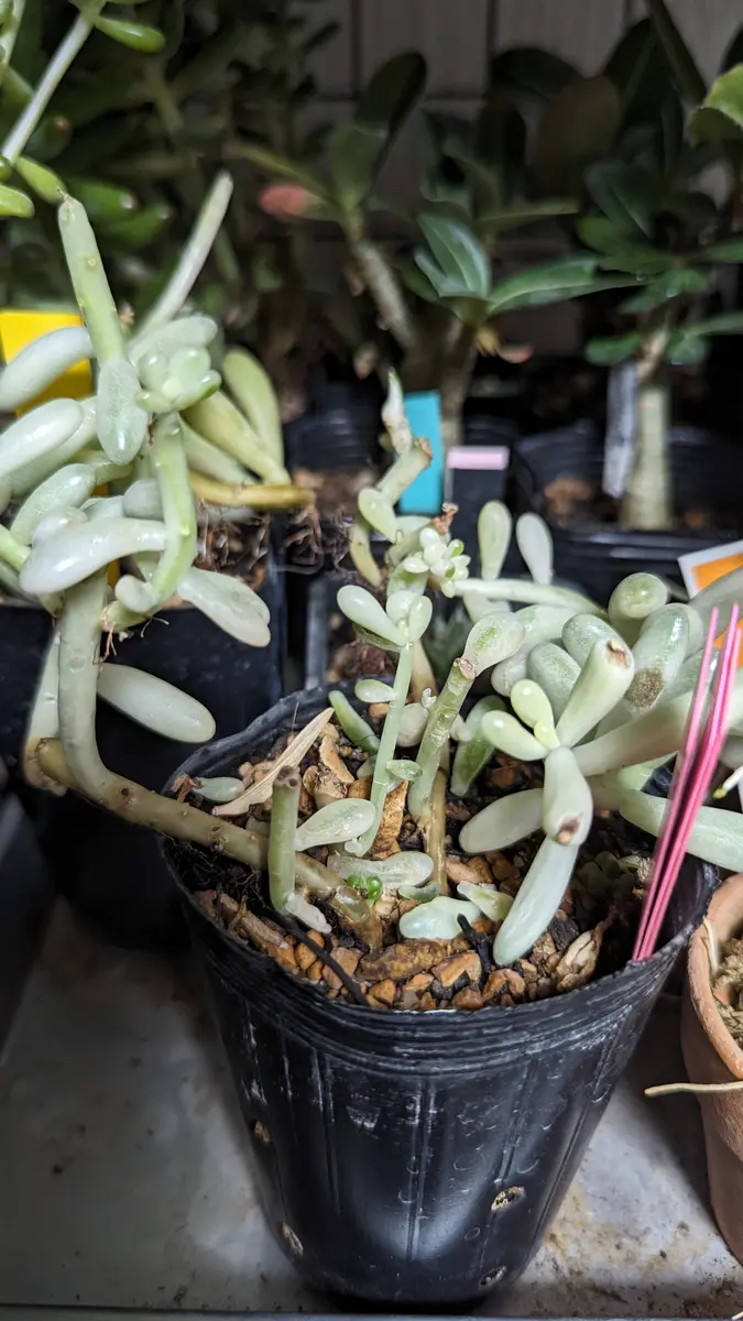 ✲乙女心錦の挿し芽をした(2023.08-2024.03)!｜そだレポ（栽培レポート