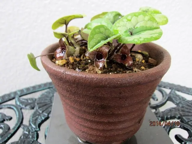 完売 天然野生【カンアオイ＊寒葵/盆栽用の3色の鉢に！素敵ですよ