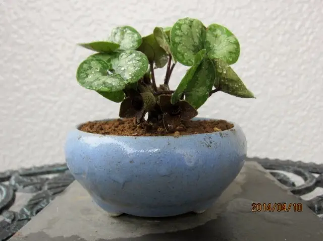 カンアオイ｜そだレポ（栽培レポート）byビィ玉｜みんなの趣味の園芸