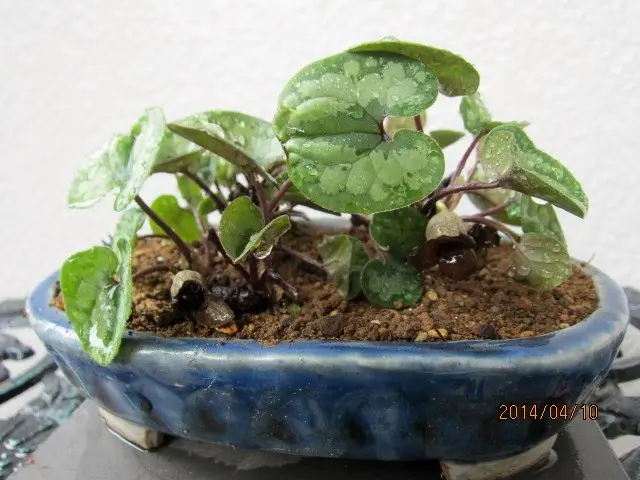 カンアオイ｜そだレポ（栽培レポート）byビィ玉｜みんなの趣味の園芸