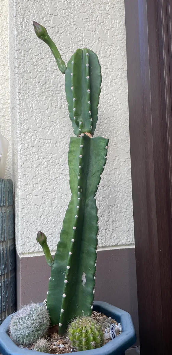 越冬10本限定早い者勝特別価格6 柱サボテン 鬼面角 5頭