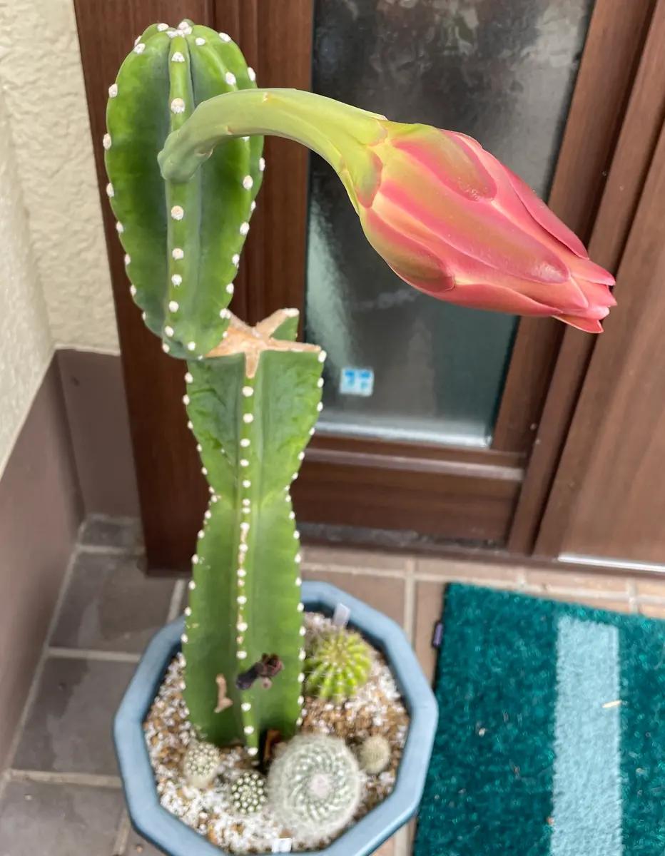 柱サボテンの花が咲くまで｜そだレポ（栽培レポート）byP'sガーデン