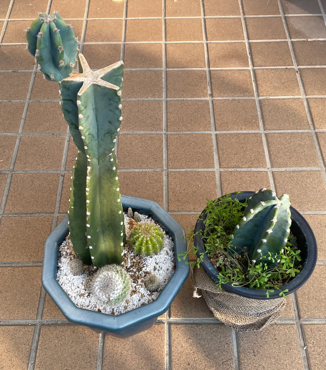 2024/3/15「柱サボテンの花が咲くまで」-そだレポ｜みんなの趣味の園芸