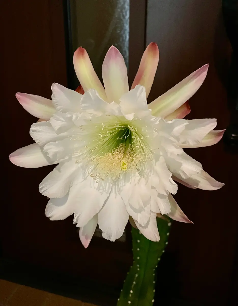 柱サボテンの花が咲くまで｜そだレポ（栽培レポート）byP's