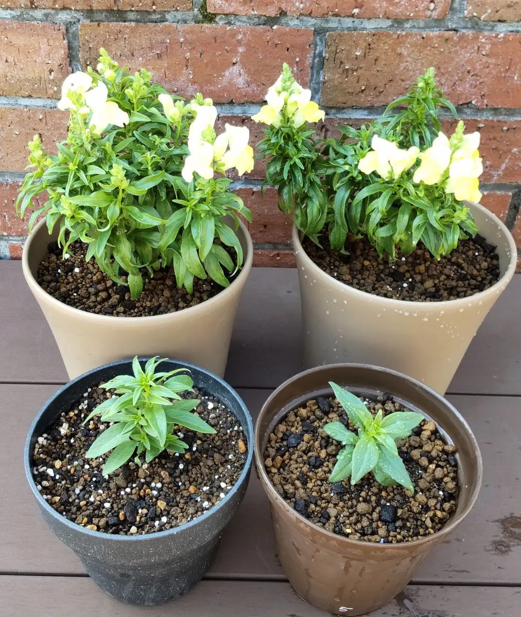 19cm鉢に鉢上げ「こぼれ種の金魚草を育ててみる」-そだレポ｜みんなの