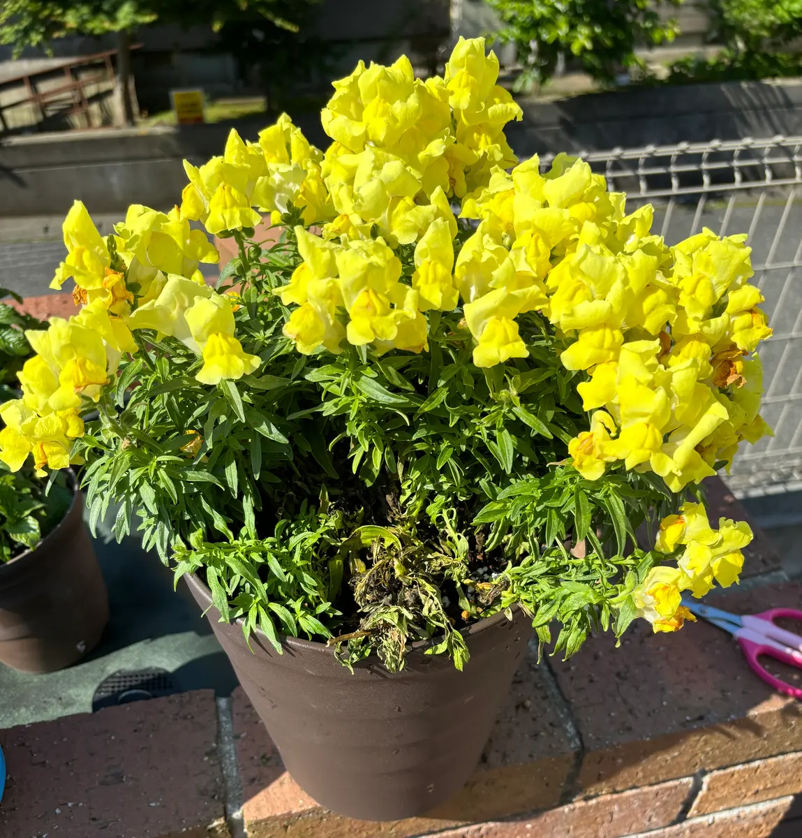 金魚 草 黄色