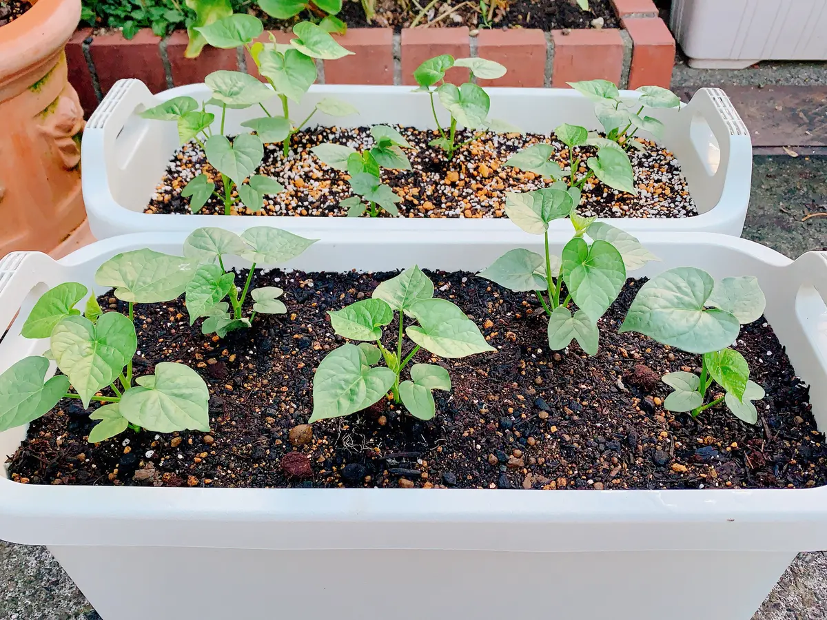 江戸風情 朝顔｜そだレポ（栽培レポート）byminaminosoraK&co