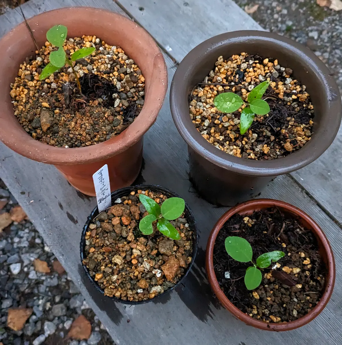 鉢上げ「オオヤマレンゲを種から育てる」-そだレポ｜みんなの趣味の園芸