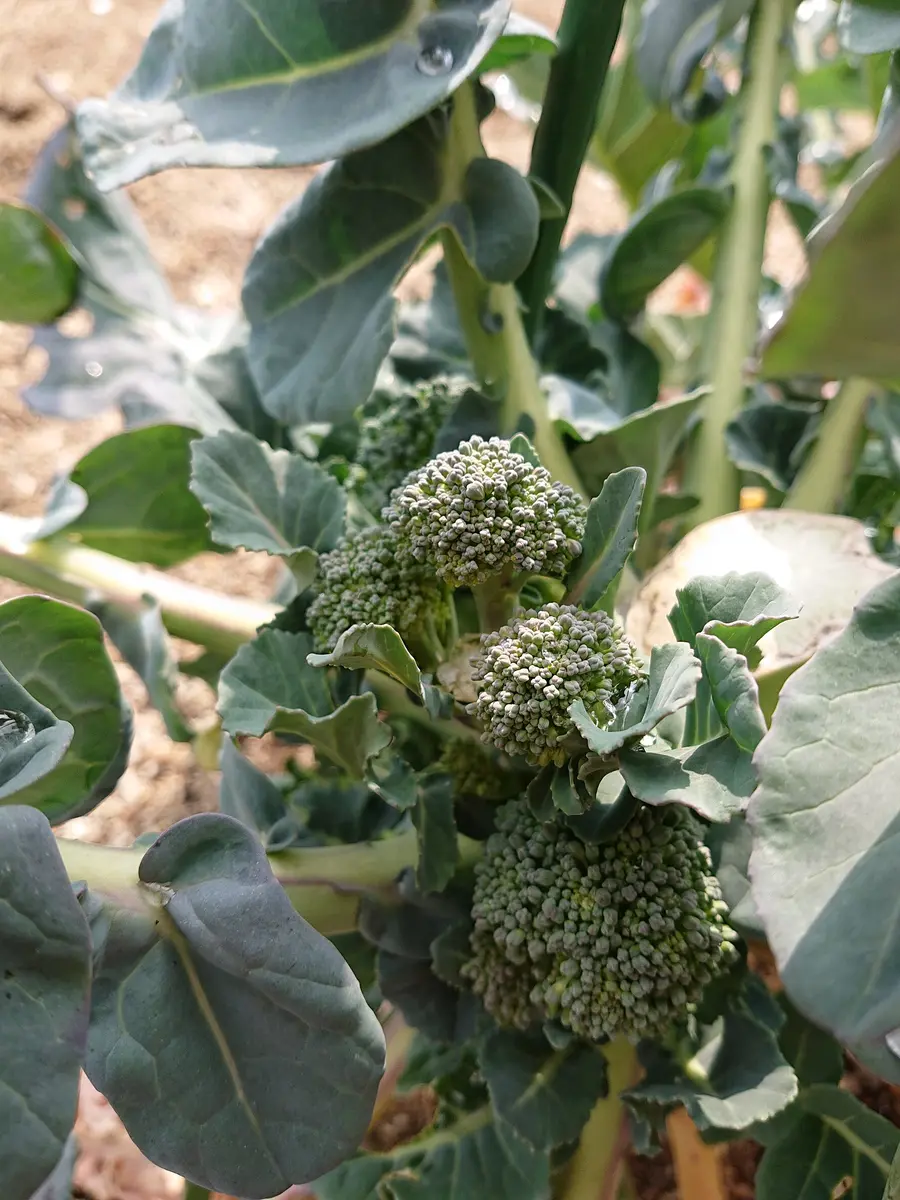 タネから育てたブロッコリー｜そだレポ（栽培レポート）by未胡琴ママ