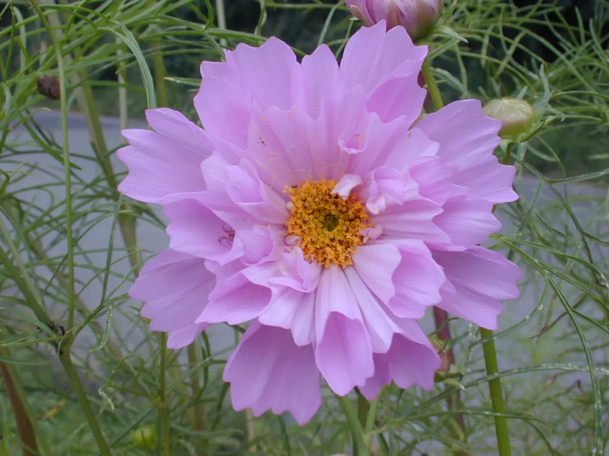 9/27 八重咲きの花「コスモスの種をもらいました」-そだレポ｜みんなの