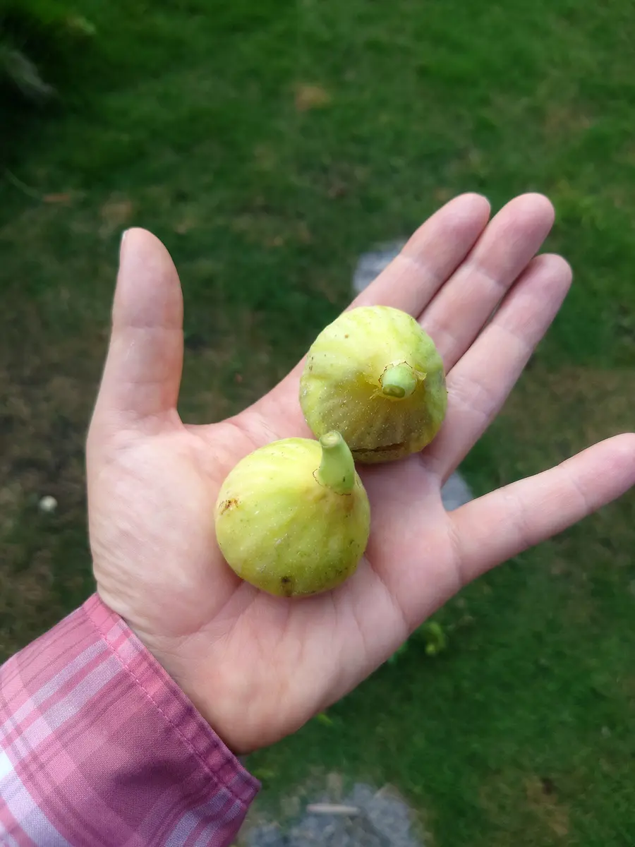 イチジクの苗木 イエローロングネック ( Yellow Long Neck ) S-3