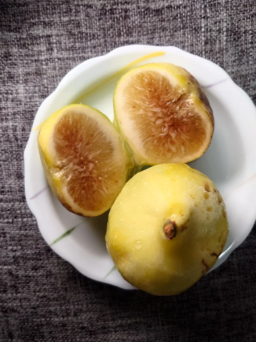 Golden side イチジク　実付き苗木　ゴールデンリバーサイド Golden side イチジク 実付き苗木 ゴールデンリバーサイド Golden side