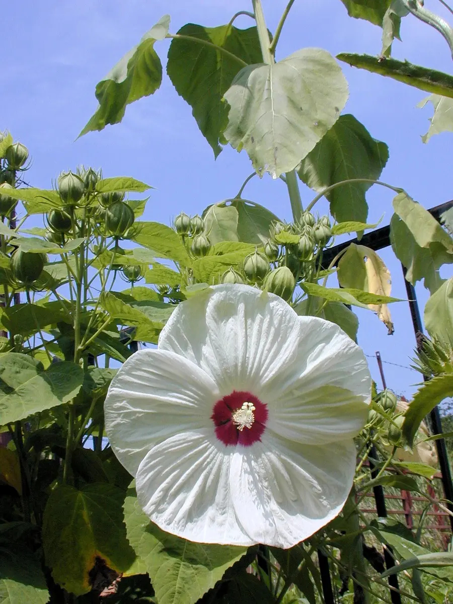 お徳な超わけありB アメリカフヨウ (草芙蓉) 大株苗 お徳な超わけありB アメリカフヨウ (草芙蓉) 大株苗