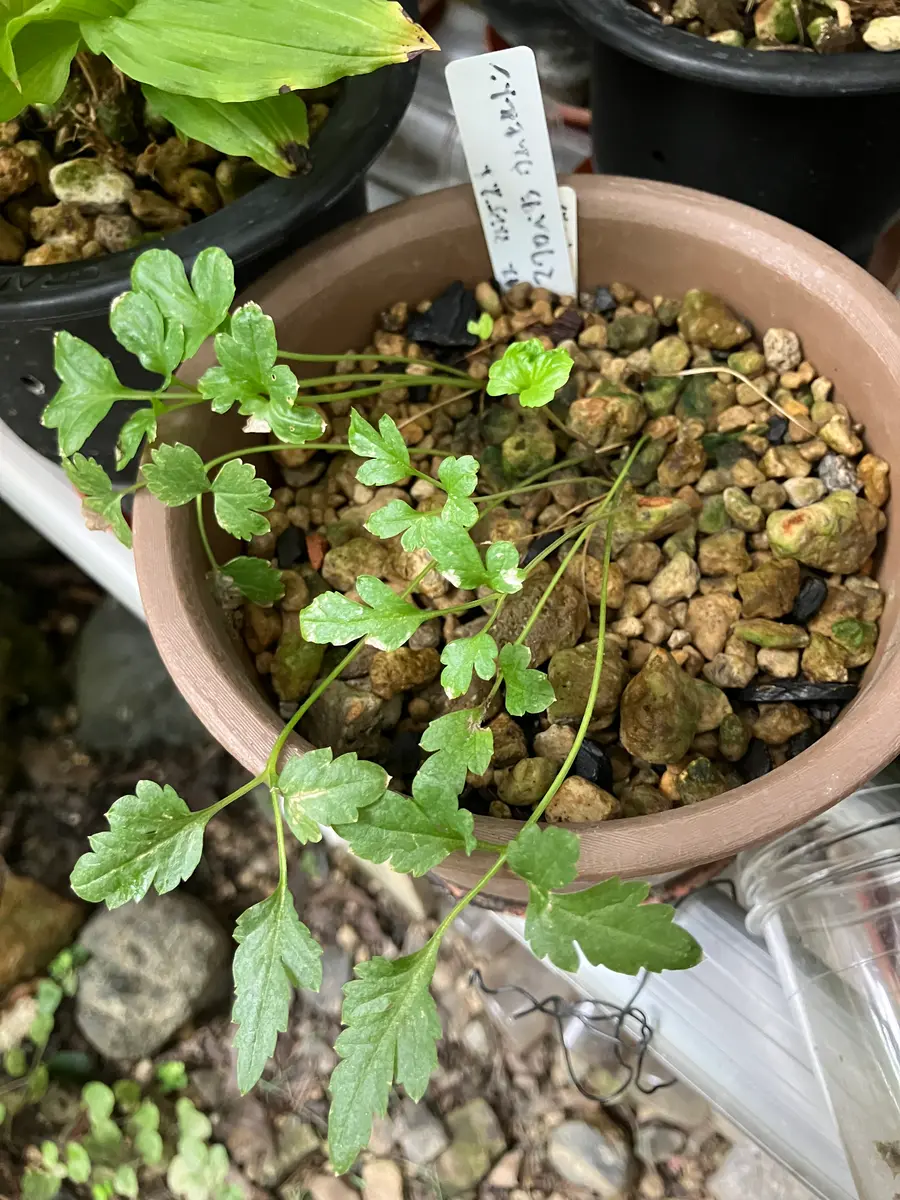 クレマチス マクロペタラ ウェッセルトンを実生から｜そだレポ（栽培