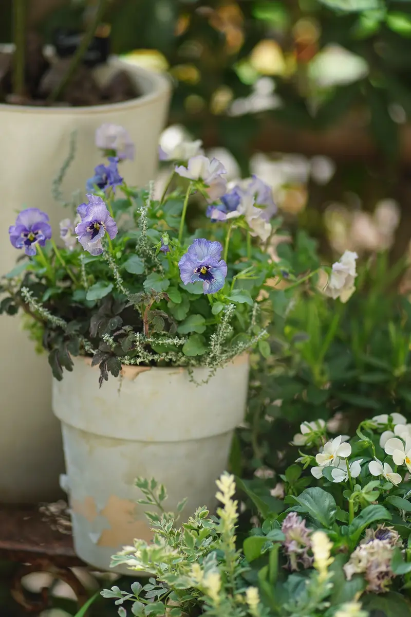 入手困難😅ビオラレディをタネから早撒きで咲かせたい❣｜そだレポ