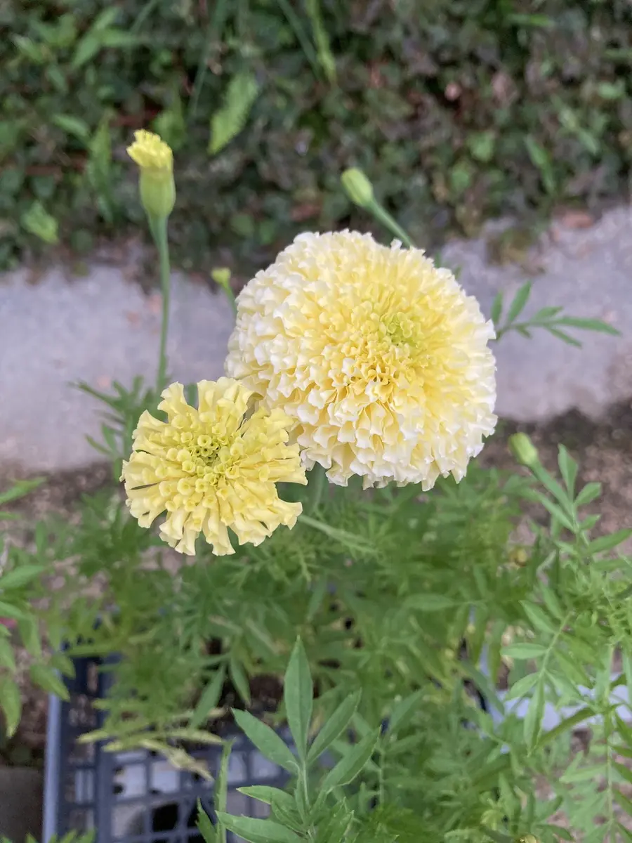 アフリカンマリーゴールドF1ホワイトスワンを種から育てました。｜そだ