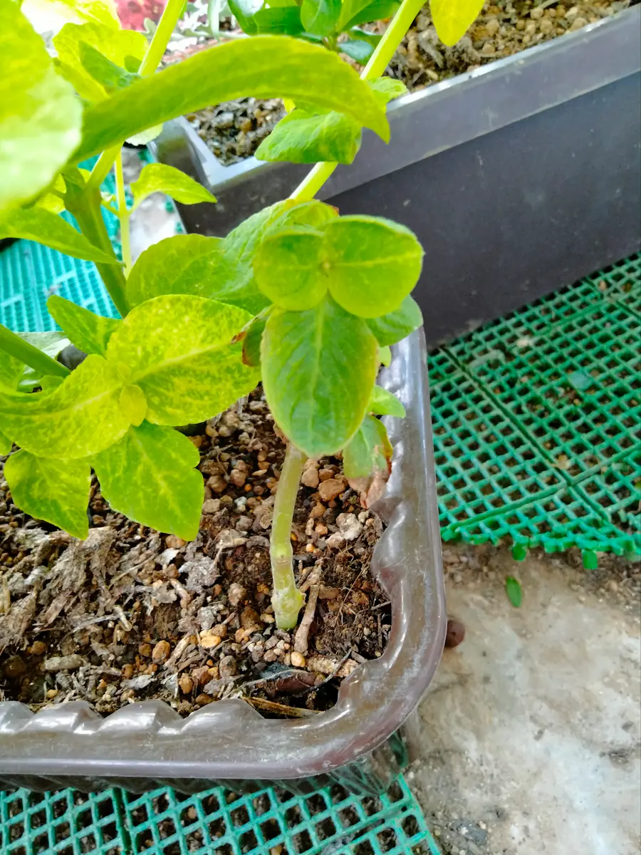 コリウスの挿し芽｜そだレポ（栽培レポート）byたこたこ｜みんなの趣味