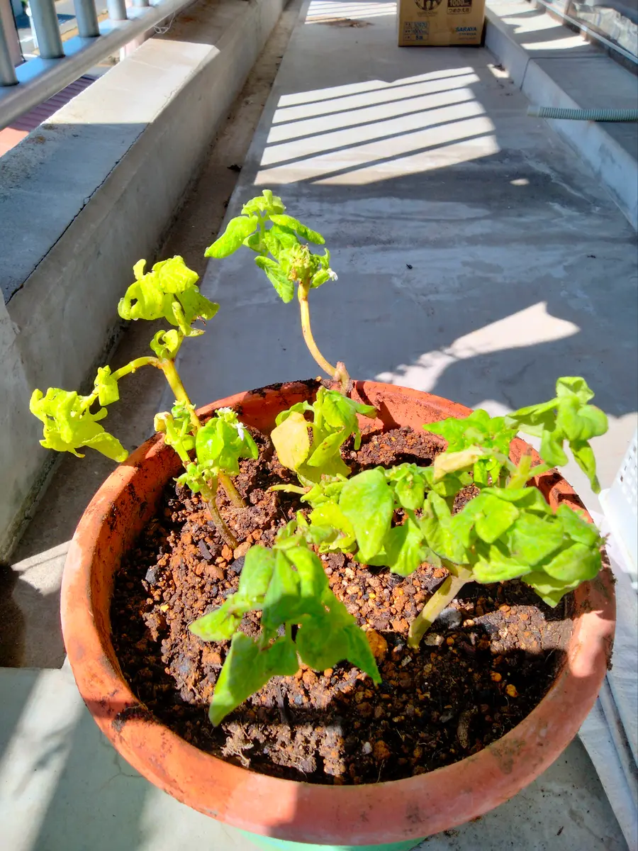 コリウスの挿し芽｜そだレポ（栽培レポート）byたこたこ｜みんなの趣味