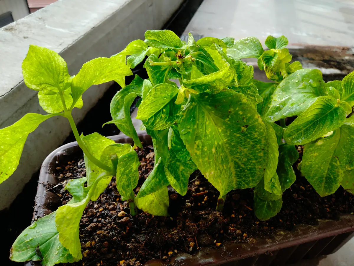 コリウス 挿し木用 2本（枝）観葉植物 ②。 コリウスの挿し木は水挿し