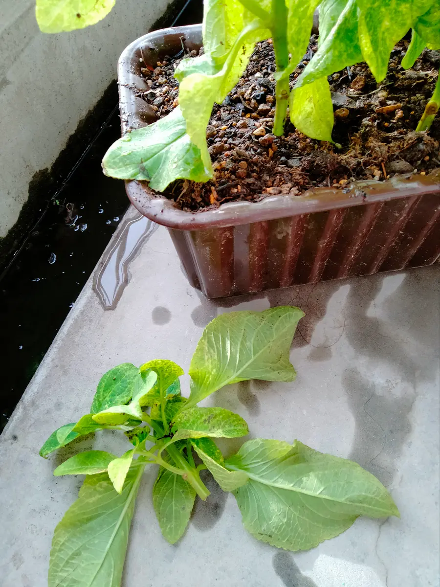 コリウスの挿し芽｜そだレポ（栽培レポート）byたこたこ｜みんなの趣味