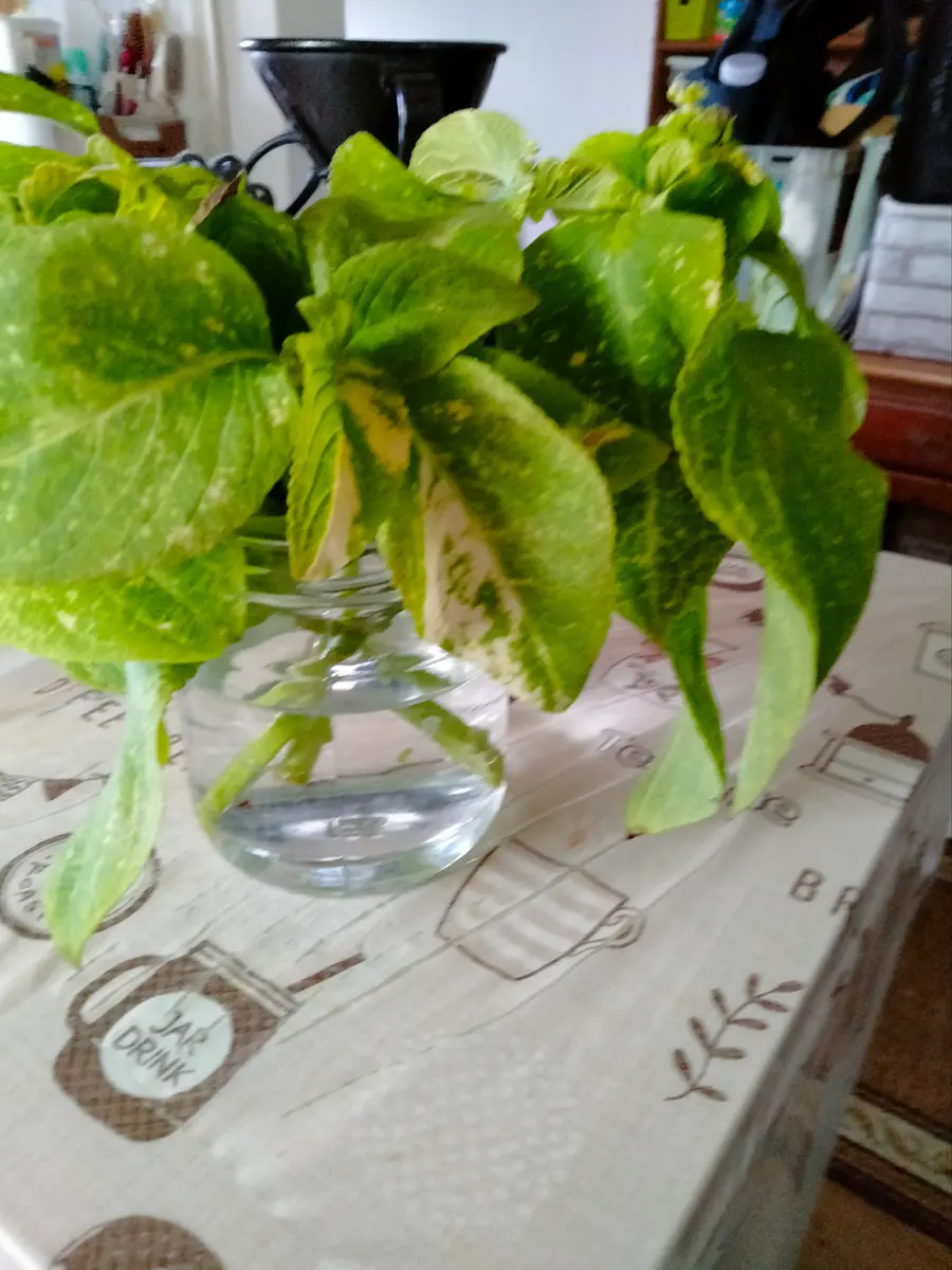 コリウスの挿し芽｜そだレポ（栽培レポート）byたこたこ｜みんなの趣味