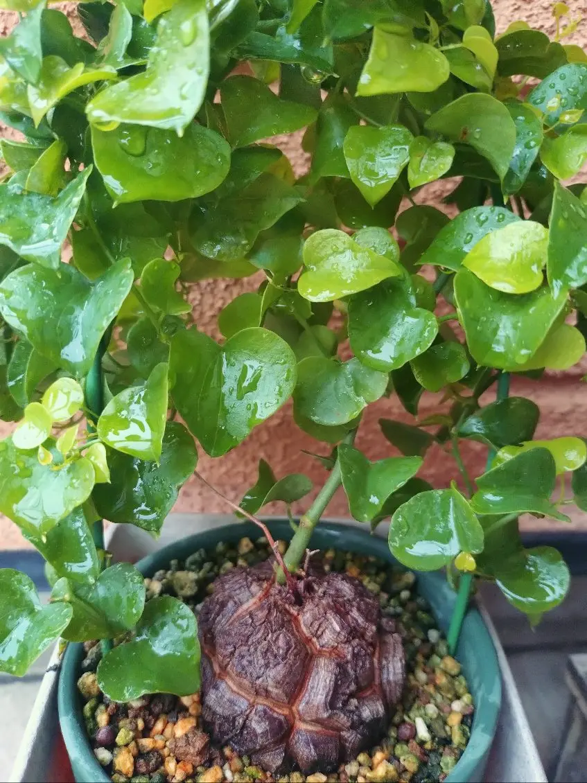 亀甲竜の実生にチャレンジ！｜そだレポ（栽培レポート）by種おやじ