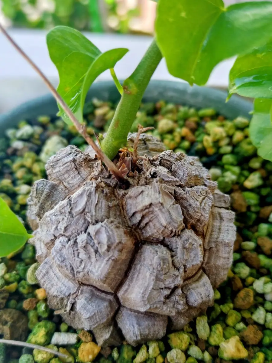 亀甲竜の実生にチャレンジ！｜そだレポ（栽培レポート）by種