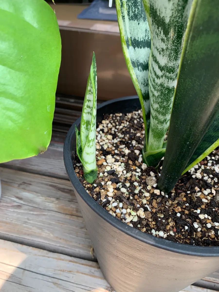 大株　サンセベリア・ロリダ ❢ 6号鉢の発送は18000円！抜き苗、15000円 大株 サンセベリア・ロリダ ❢ 6号鉢の発送は18000円！抜き苗、15000円