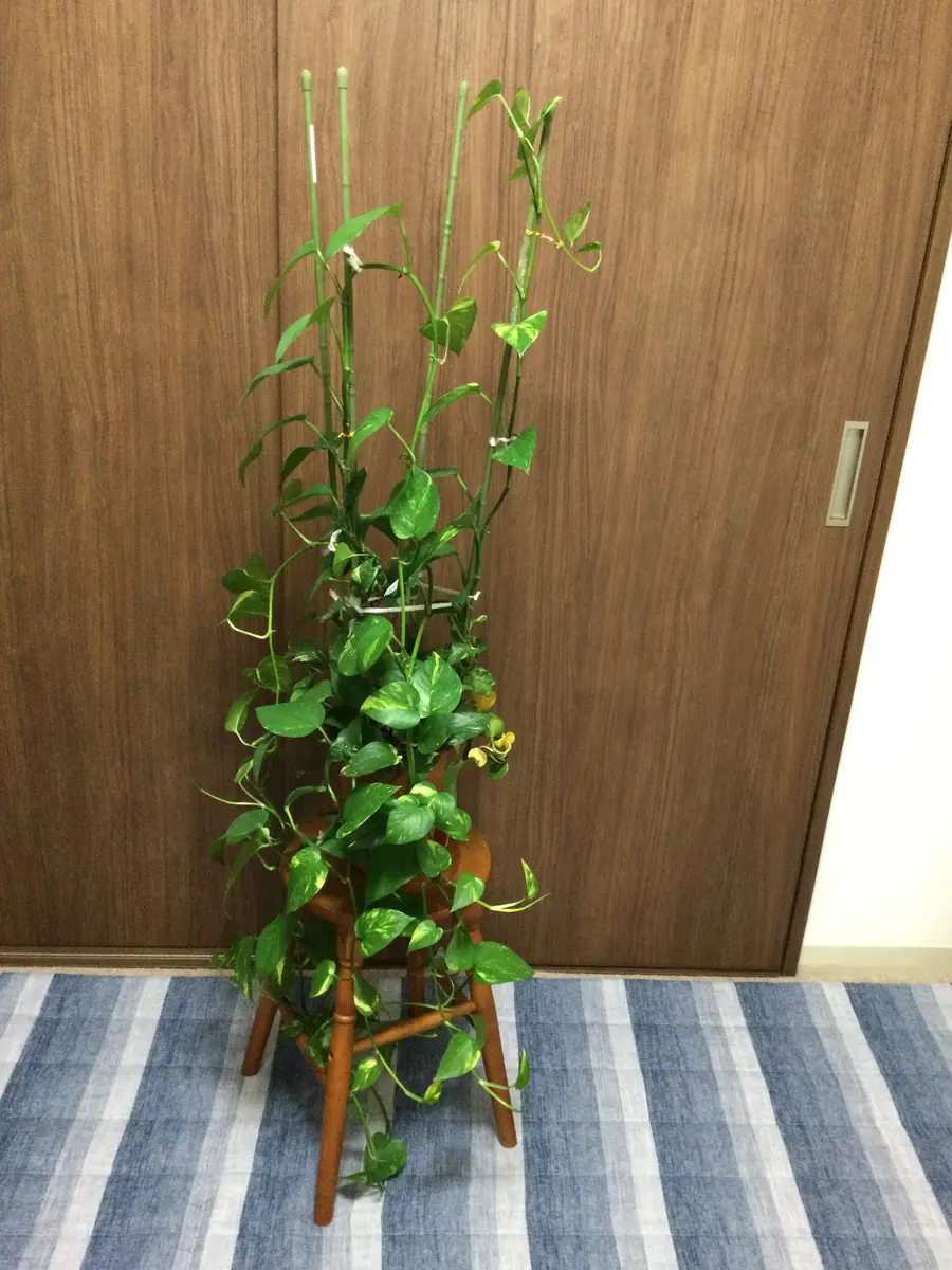 ポトスをカットと植え替え。｜そだレポ（栽培レポート）byはーとねこ 