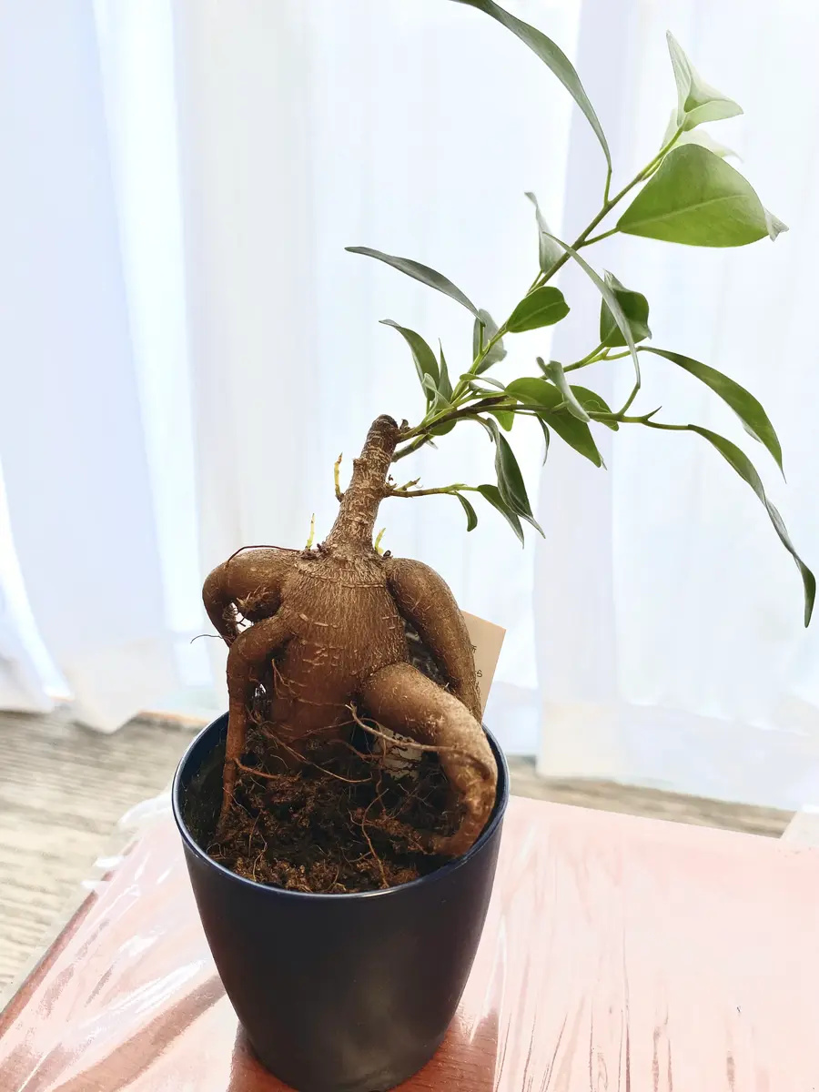 ガジュマルの木　盆栽　観葉植物　ヒゲつき ガジュマルの木盆栽観葉植物ヒゲつき