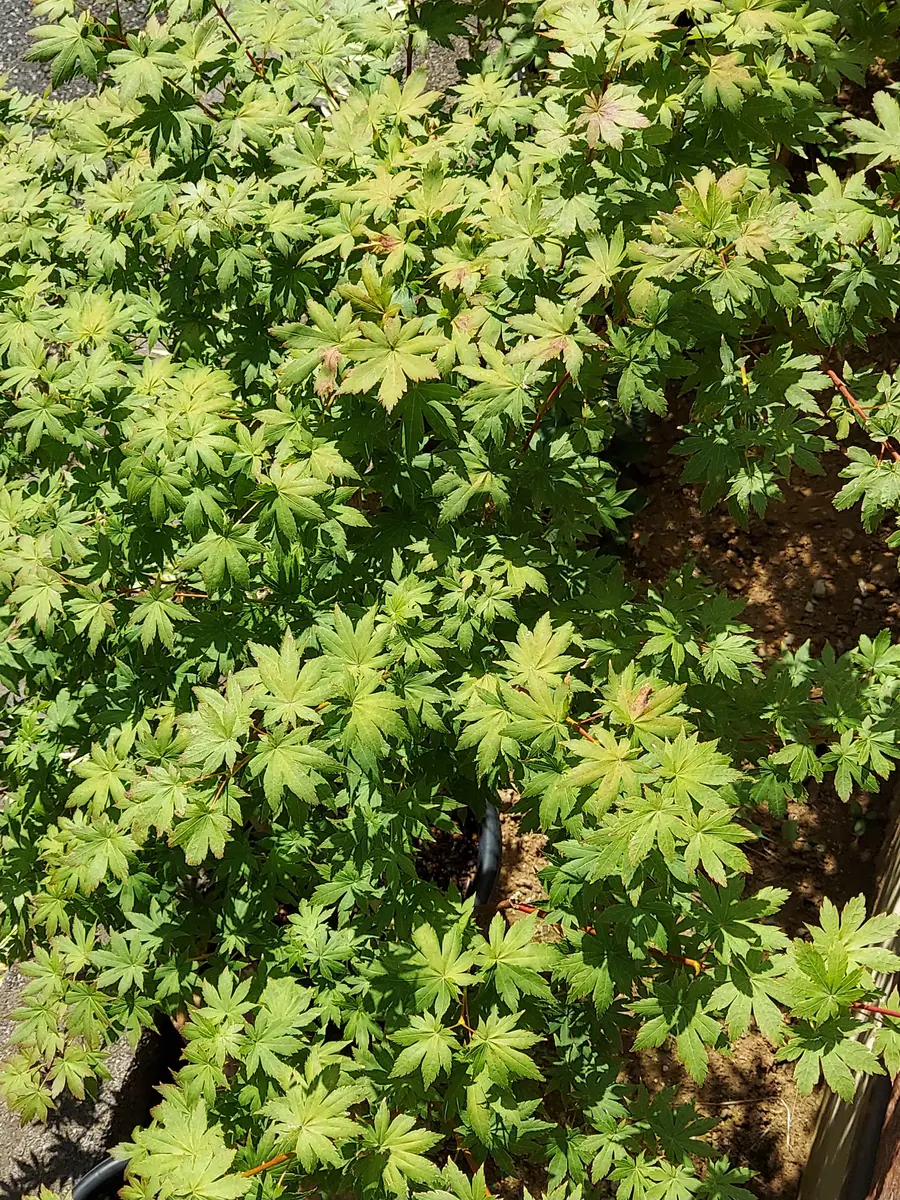 実生ヒナウチワカエデ｜そだレポ（栽培レポート）byさいぞう｜みんなの