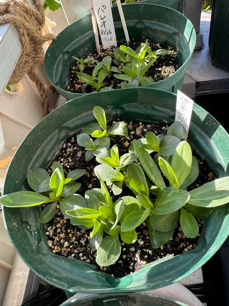 あおトルコキキョウ　トルコギキョウ苗 あおトルコキキョウ トルコギキョウ苗 トルコキキョウ 苗の