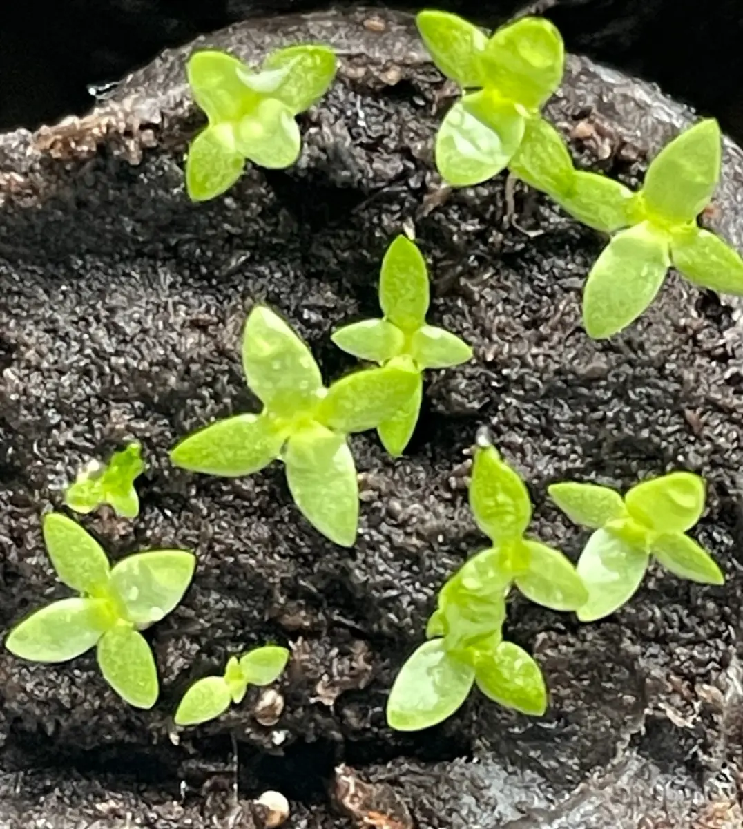 2023年度トルコキキョウの種まき、育苗、開花までの管理｜そだ