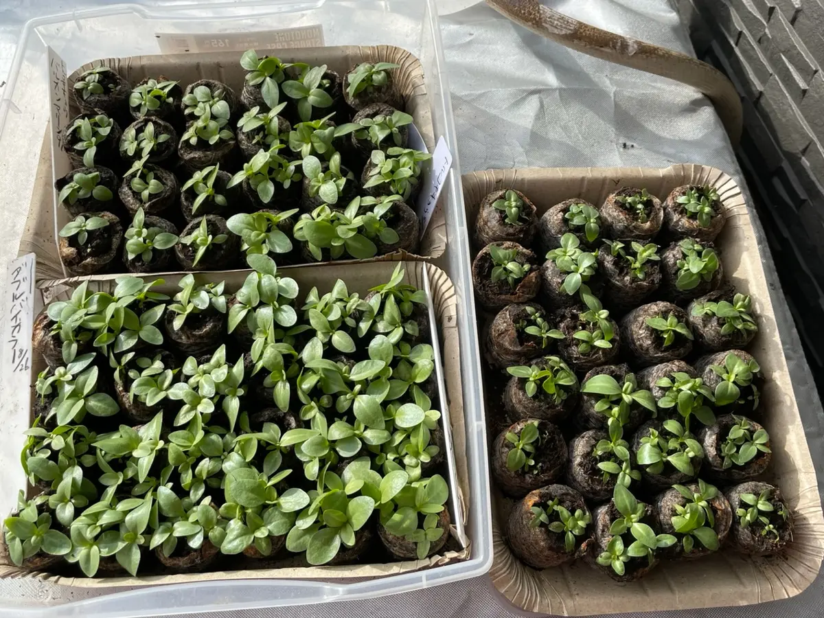 2023年度トルコキキョウの種まき、育苗、開花までの管理｜そだ