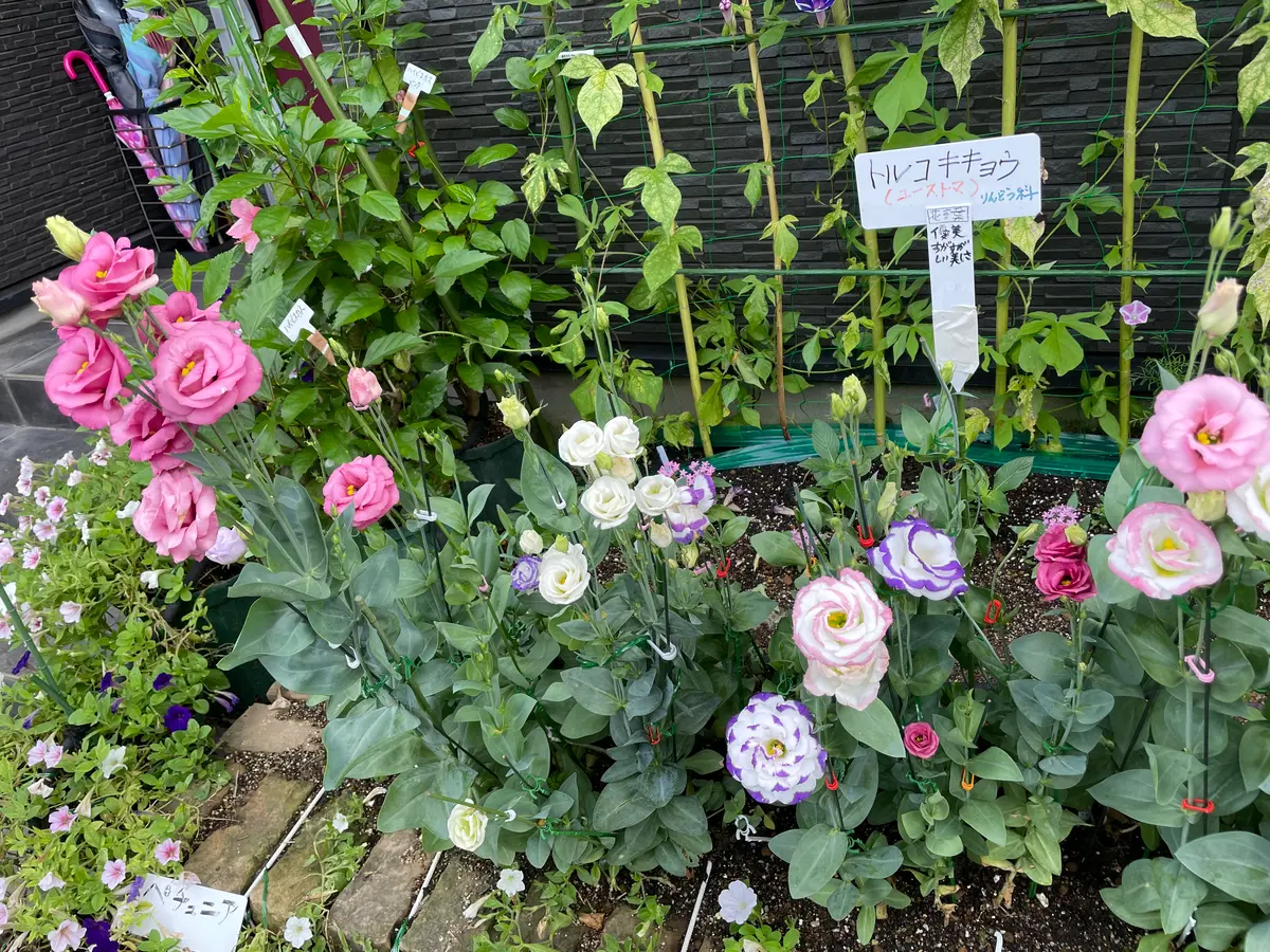 2023年度トルコキキョウの種まき、育苗、開花までの管理｜そだ
