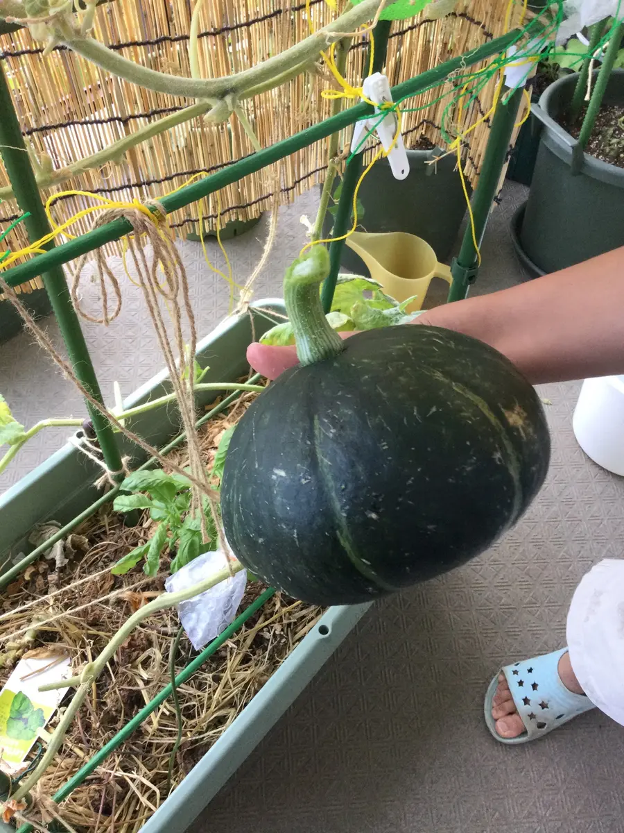 カボチャ様専用ページ