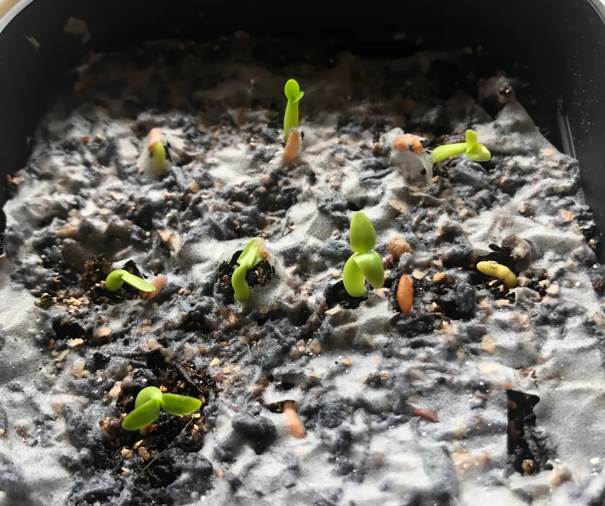 無謀かな❓秋にパキポの種をまく｜そだレポ（栽培レポート）byかお