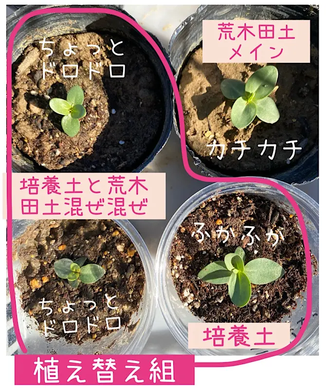 初めてのトルコキキョウ♪｜そだレポ（栽培レポート）byちーま