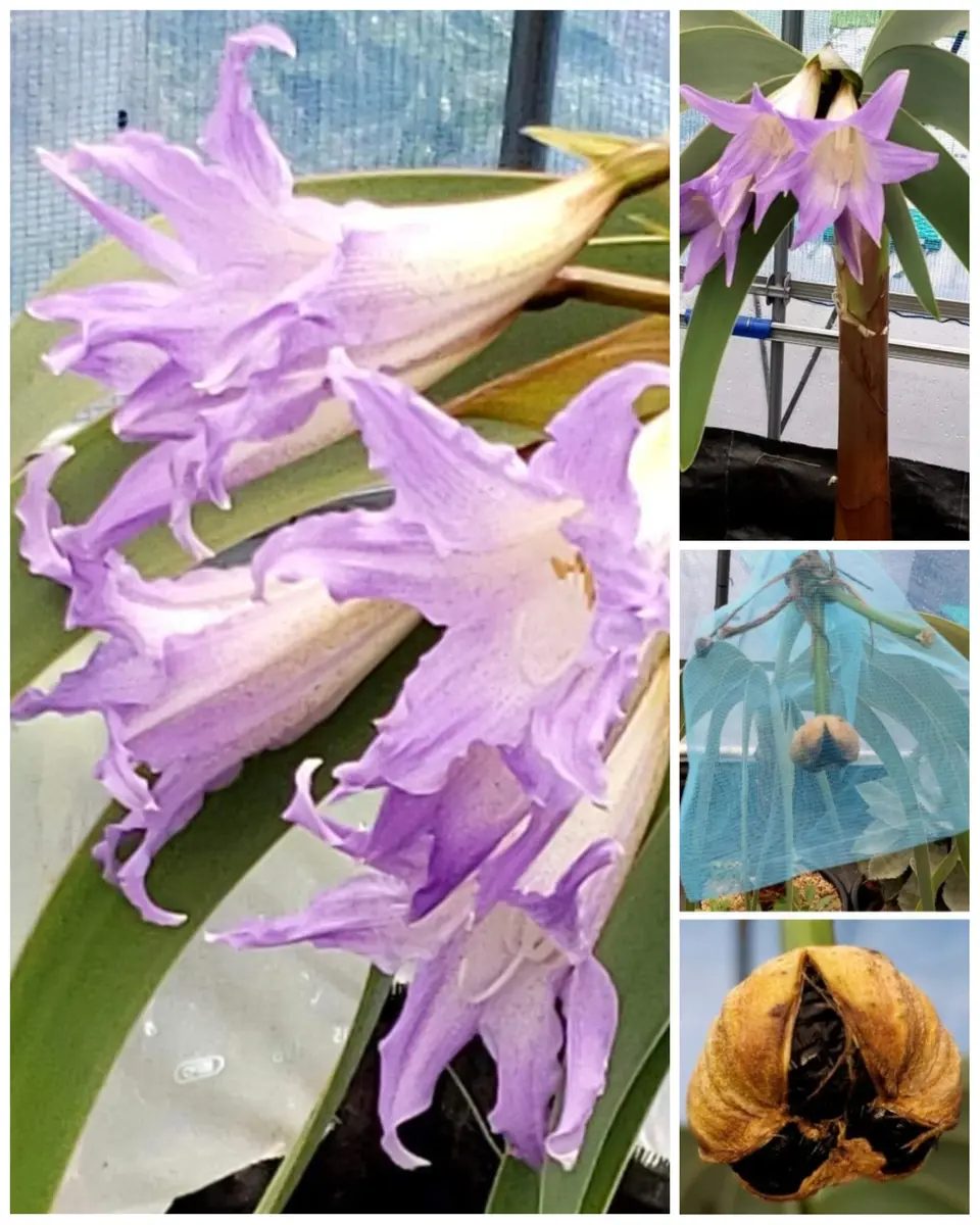 y*i様 Worsleya procera ブルーアマリリス 香象承伝03「Worsleya procera 02」 | NPO法人日本多肉植物の会