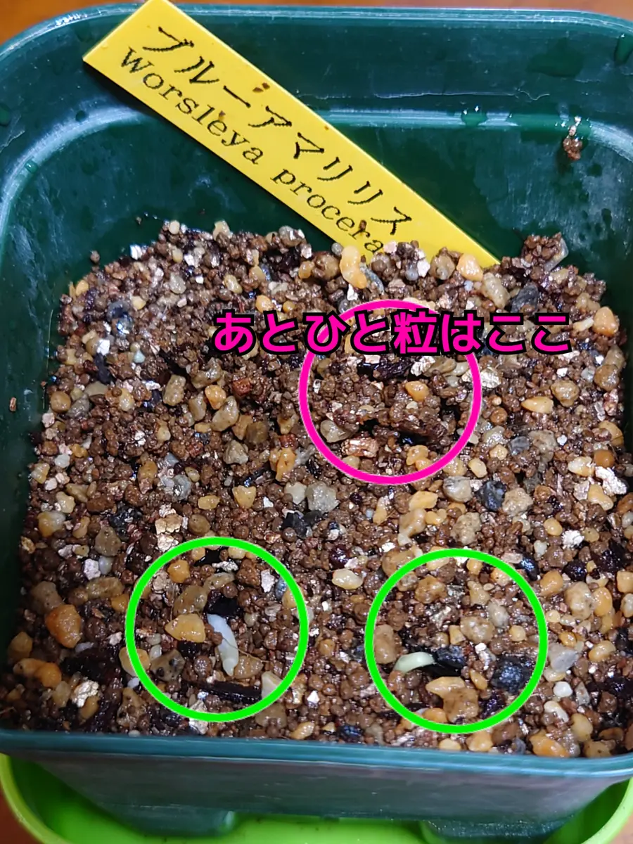 幻の花ブルーアマリリスの種まきにチャレンジ❗｜そだレポ（栽培
