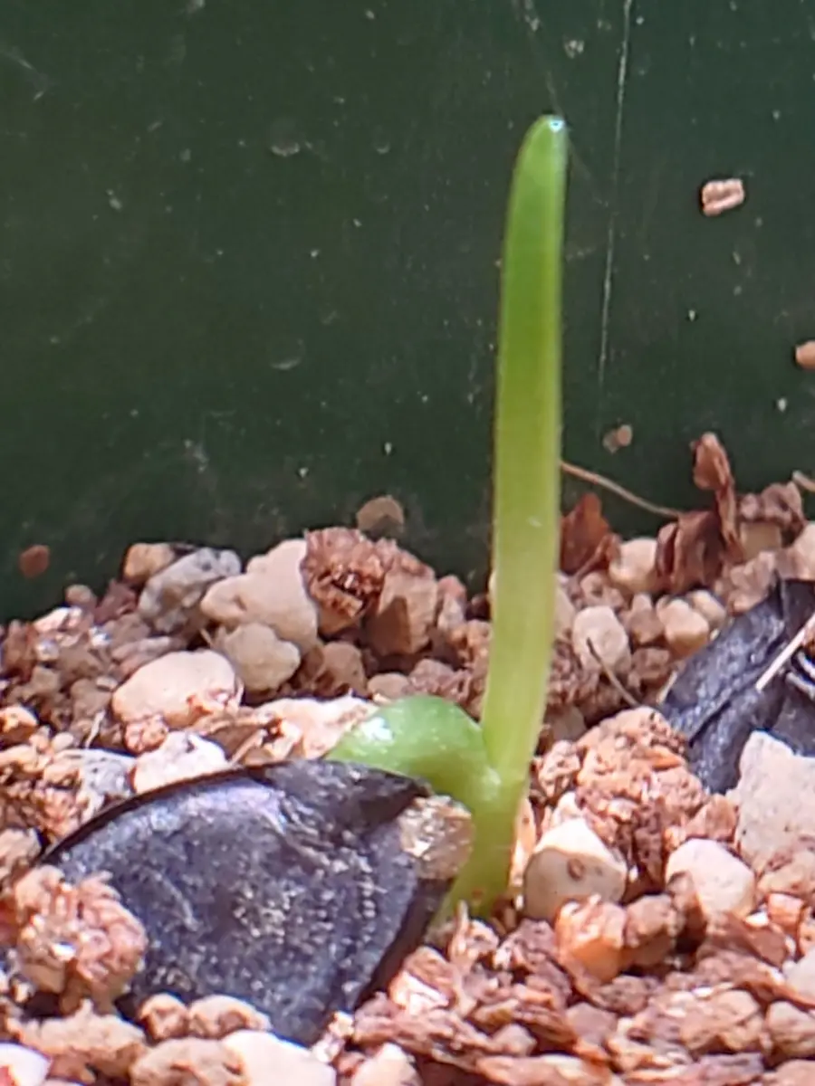 幻の花ブルーアマリリスの種まきにチャレンジ❗｜そだレポ（栽培